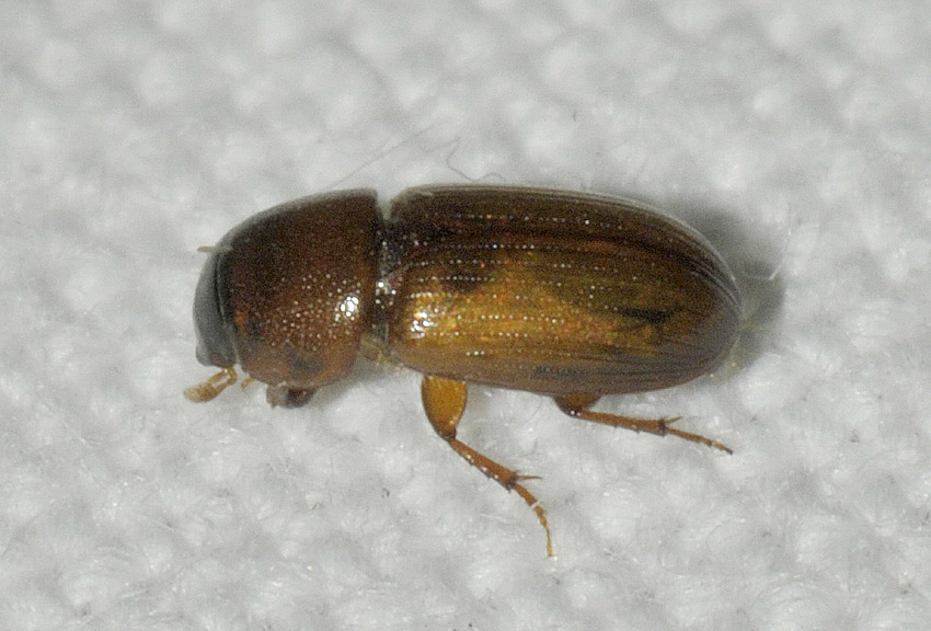 Coleottero Aphodiidae greco da det.